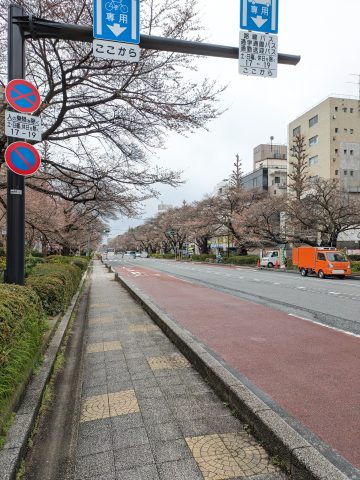 桜はまだ？